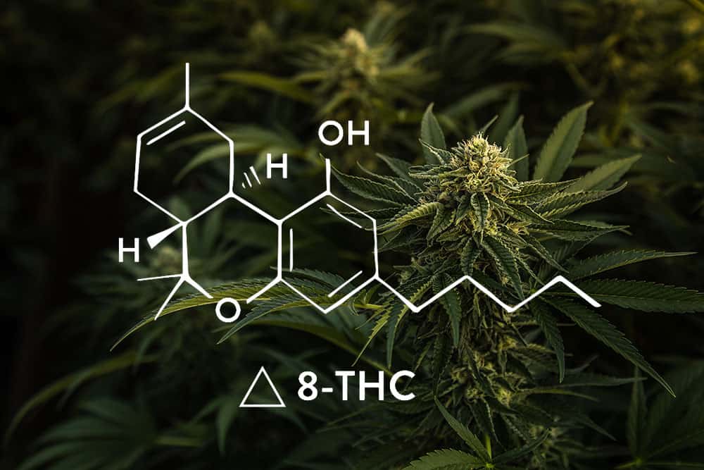 Beyond the Known: Unraveling the Mysteries of Delta-8, Delta-10, and THC-P