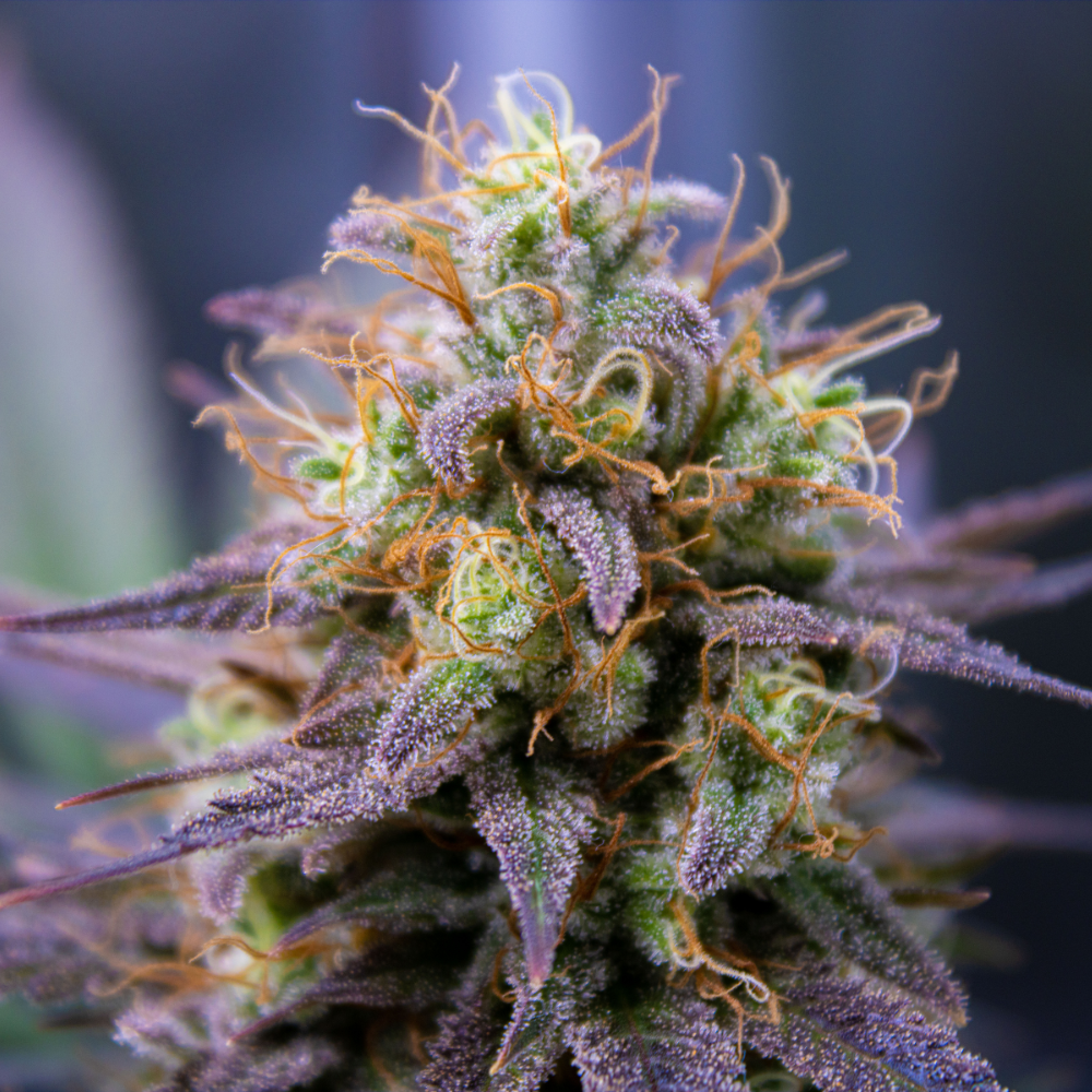The 2018 Farm Bill: Legalizing Hemp and Elevating Fiery’s Premium Product
